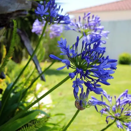 Limmo Garden Guest house Cascais