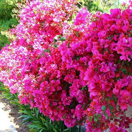 Limmo Garden Гостевой дом Кашкайш